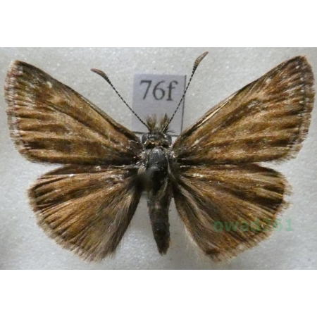 Erynnis tages (Linnaeus, 1758) Powszelatek brunatek Czech76f